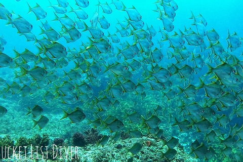 Single Boat Dive - Darwin Holiday 3