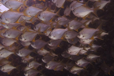 Single Boat Dive - Darwin Holiday 4