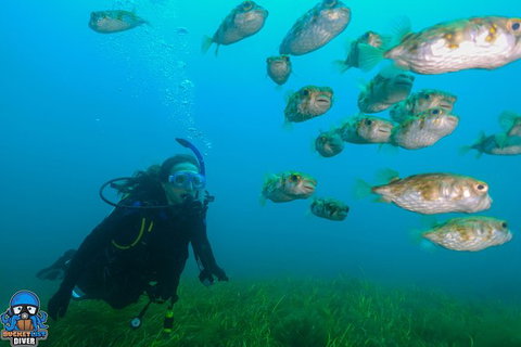 Single Boat Dive - Darwin Holiday 5