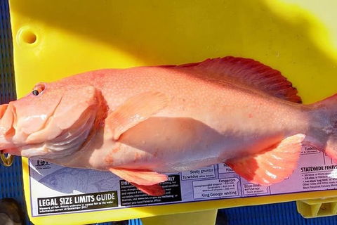 Geraldton Fishing Charter - Darwin Holiday 13