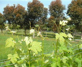 Alvie VIC Darwin Holiday