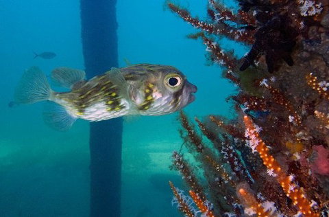 Busselton Jetty & Underwater Observatory Tour - Darwin Holiday 6