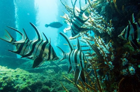 Busselton Jetty & Underwater Observatory Tour - Darwin Holiday 8