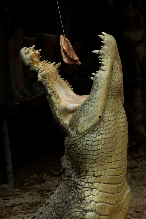 Wildlife Habitat - Darwin Holiday 4