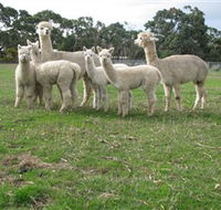 Blackgate Lodge Alpaca Stud - Darwin Holiday