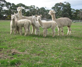 Blackgate Lodge Alpaca Stud - Darwin Holiday 0