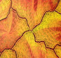 Red Desert Dreamings - Darwin Holiday