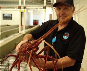 Lobster Shack - Darwin Holiday 0