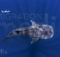 Migration Media - Darwin Holiday
