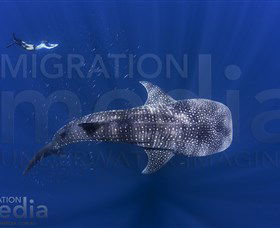 Migration Media - Darwin Holiday 0