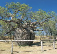 Boab Prison Tree - Darwin Holiday