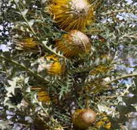 Woylie Walk Dryandra Woodland - Darwin Holiday
