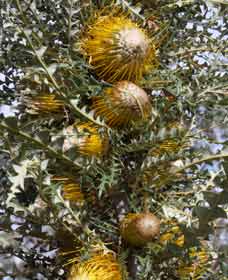 Woylie Walk, Dryandra Woodland - Darwin Holiday 0