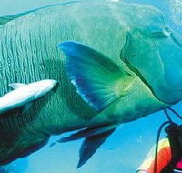 Aristocat Snorkel and Scuba Port Douglas - Darwin Holiday