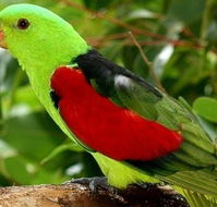 Birdworld Kuranda - Darwin Holiday