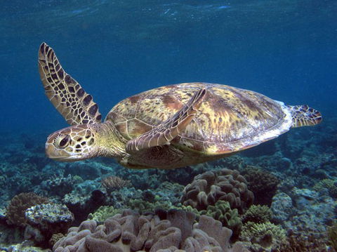 Calypso Reef Charters - Darwin Holiday 1