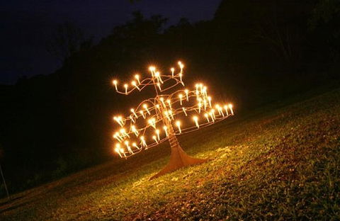 Flames Of The Forest - Darwin Holiday 4