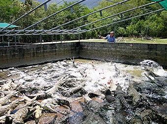 Hartley's Crocodile Adventures - Darwin Holiday 1