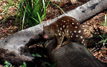 Hartley's Crocodile Adventures - Darwin Holiday 3