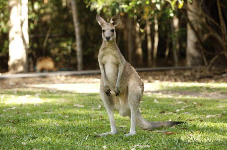 Hartley's Crocodile Adventures - Darwin Holiday 10