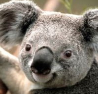 Wildlife Habitat - Darwin Holiday