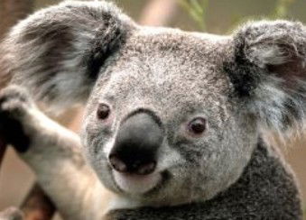 Wildlife Habitat - Darwin Holiday 0