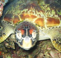 Adrenalin Snorkel and Dive - Darwin Holiday
