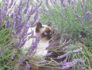 Aloomba Lavender - Darwin Holiday 2