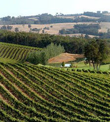 Brookhampton Estate Vineyard - Darwin Holiday 1