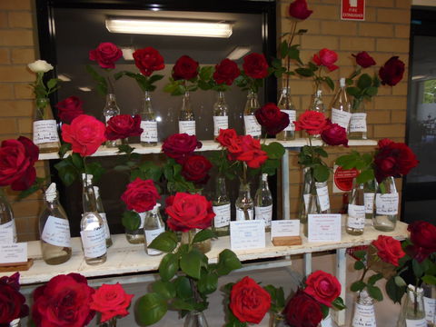 Anglican Spring Flower Show Gundagai - Darwin Holiday 0