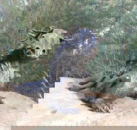 Bathurst Arts Trail - Darwin Holiday