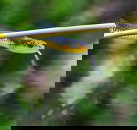 Be Welcomed by Wildlife at the Australian Wildlife Sanctuary