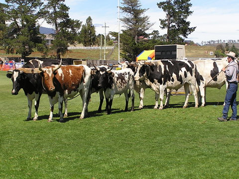 Brighton Show - Darwin Holiday 0