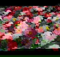 Camellia's Australia National Camellia Show - Darwin Holiday