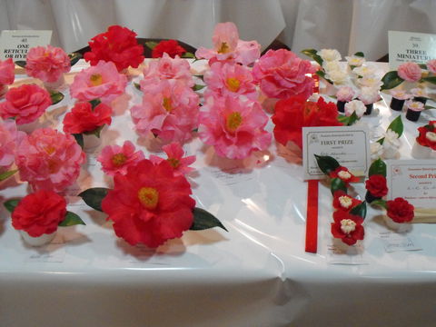 Camellia's Australia National Camellia Show - Darwin Holiday 1