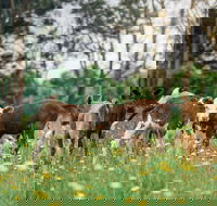 Farmgate Festival - Darwin Holiday