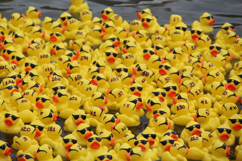 Gerringong Men’s Shed Annual Duck Derby - Darwin Holiday 1