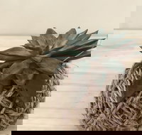 Kokedama Workshop - Darwin Holiday