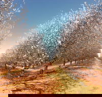 Mallee Almond Blossom Festival - Darwin Holiday