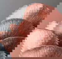 Mushroom Growing Masterclass - Darwin Holiday