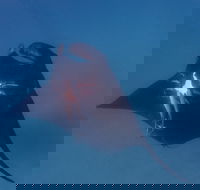 Project Manta Ningaloo Reef Western Australia