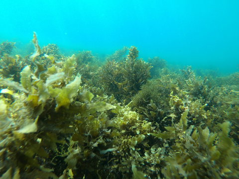 Recovery Of The Great Barrier Reef Expedition - Darwin Holiday 2