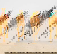 The Quirindi Camel Cup