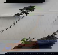 Wauchope Bonsai Workshop Group - Darwin Holiday