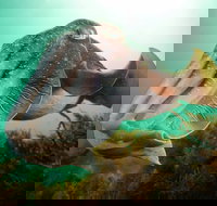 Whyalla Maritime Museum - Cuttlefish Capers - Darwin Holiday