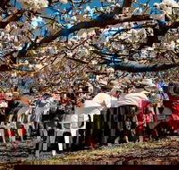 Young Cherry Blossom Long Lazy Lunch - Darwin Holiday