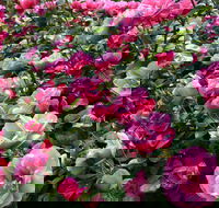 2020 Woolmers Estate Festival of Roses - Darwin Holiday