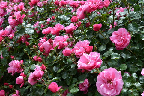 2020 Woolmers Estate Festival Of Roses - Darwin Holiday 0