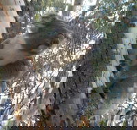 Annual Koala Count - Darwin Holiday