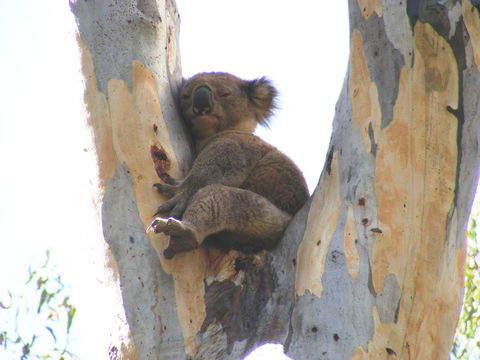 Annual Koala Count - Darwin Holiday 2